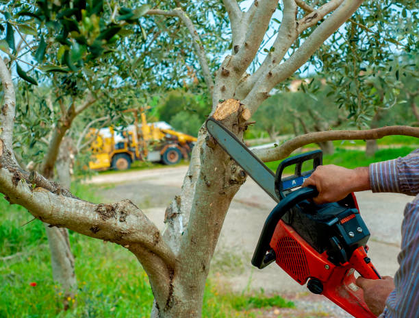 The Steps Involved in Our Tree Care Process in Lakewood Clu, MI